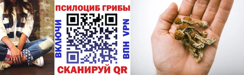 Галлюциногенные грибы Cubensis  Нефтекумск 